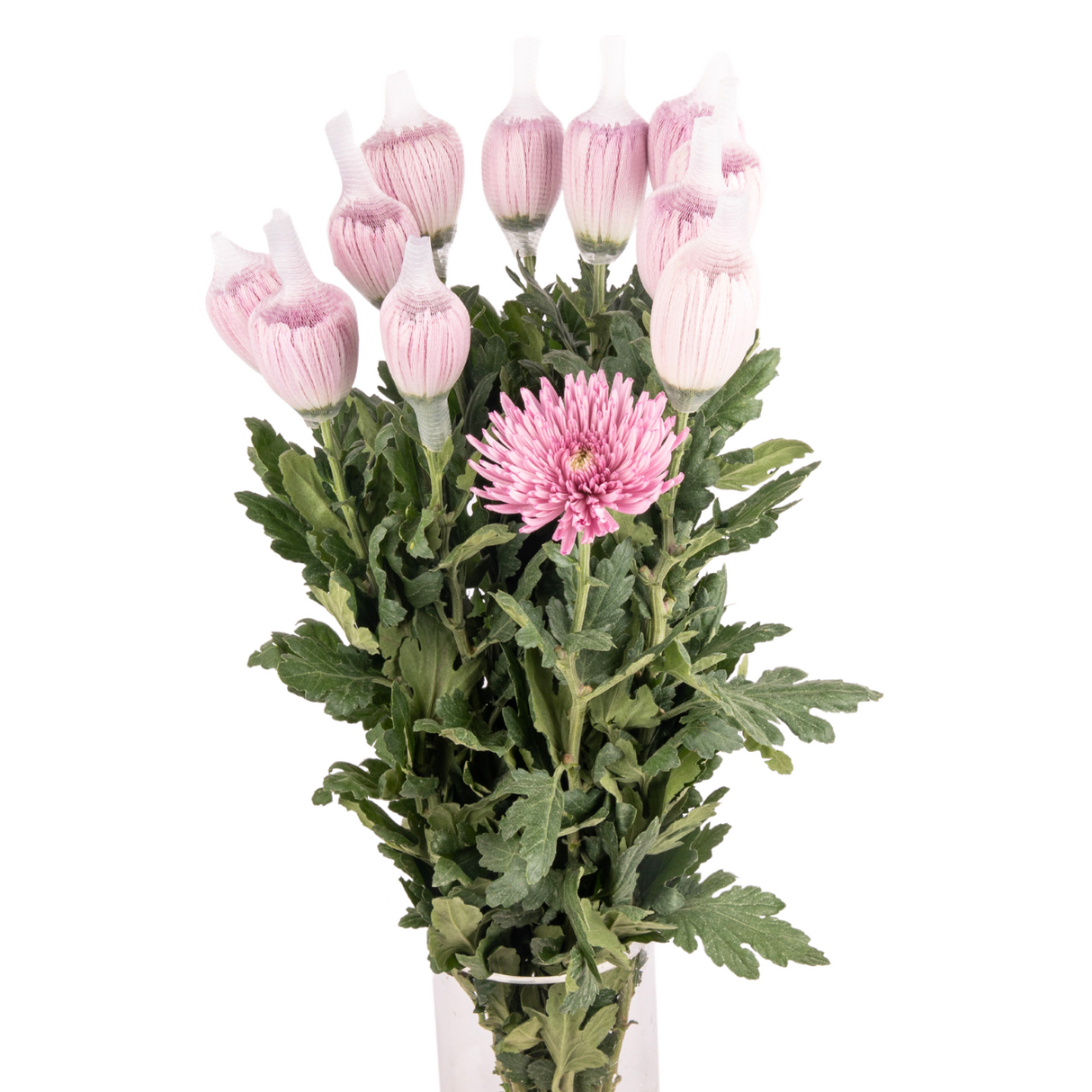 Chrysanthemum Net (Malaysia)