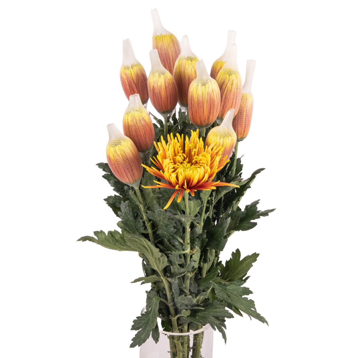 Chrysanthemum Net (Malaysia)