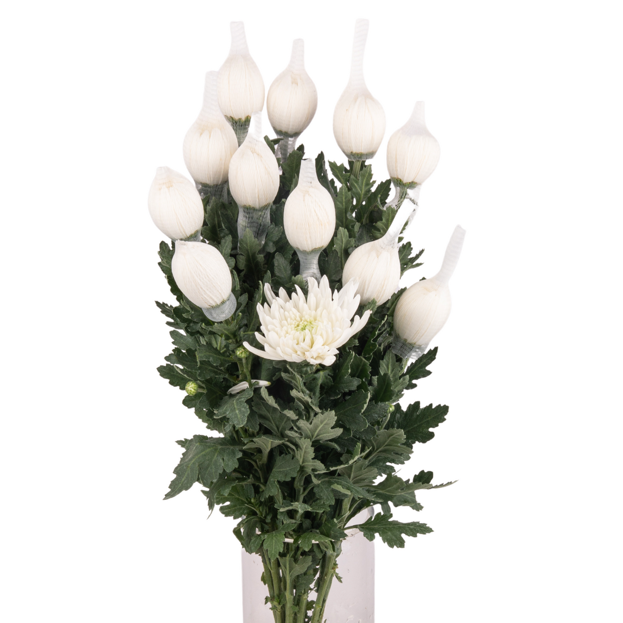 Chrysanthemum Net (Malaysia)