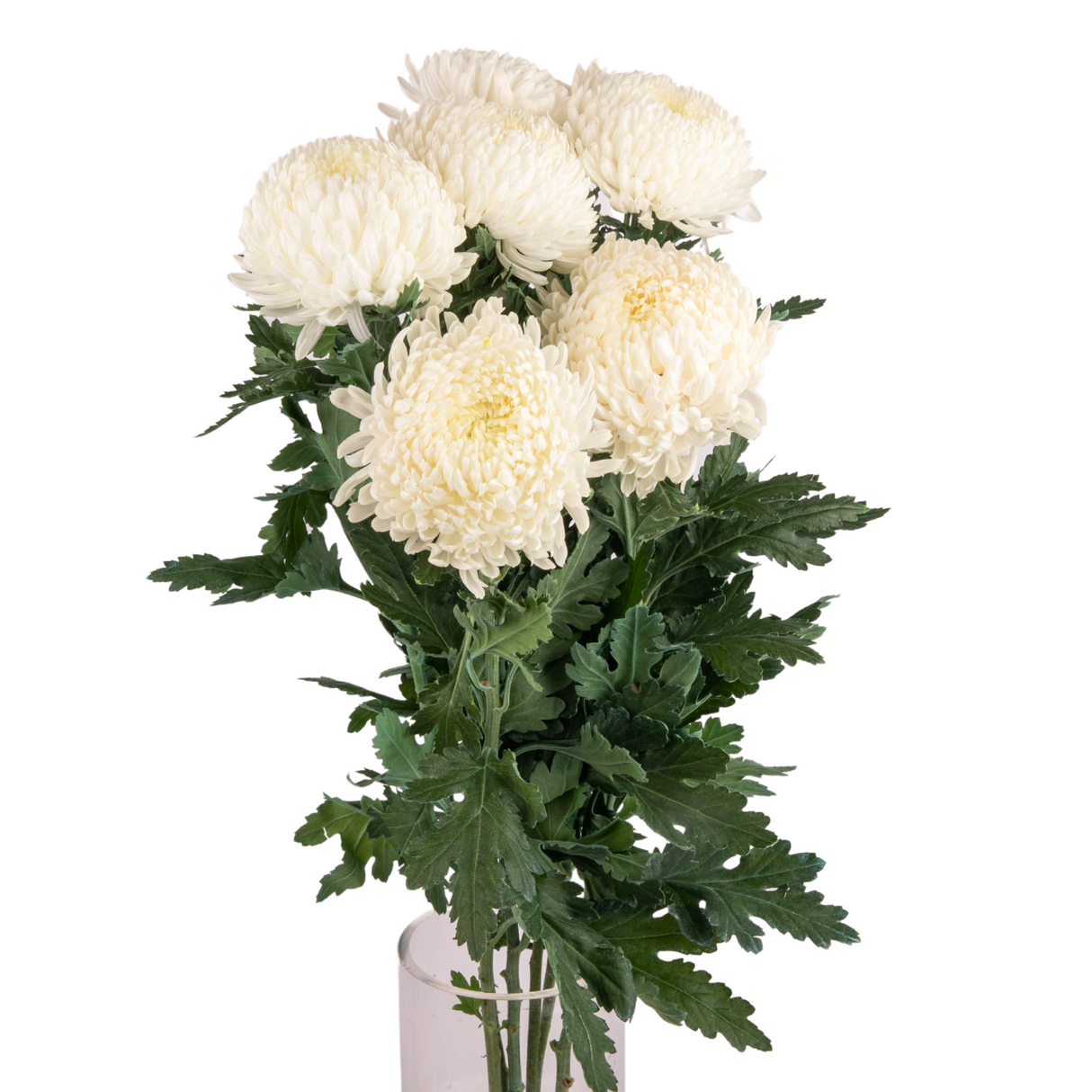 Chrysanthemum Sunlight (Malaysia)