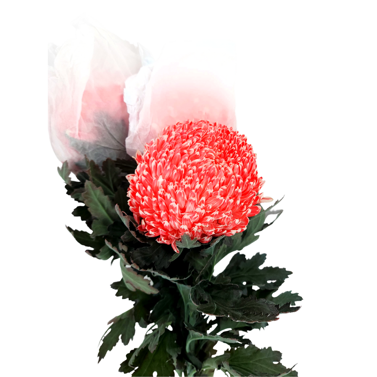 Chrysanthemum Sunlight Dye Colour (Malaysia)