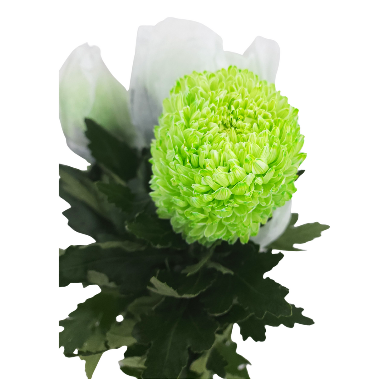 Chrysanthemum Sunlight Dye Colour (Malaysia)