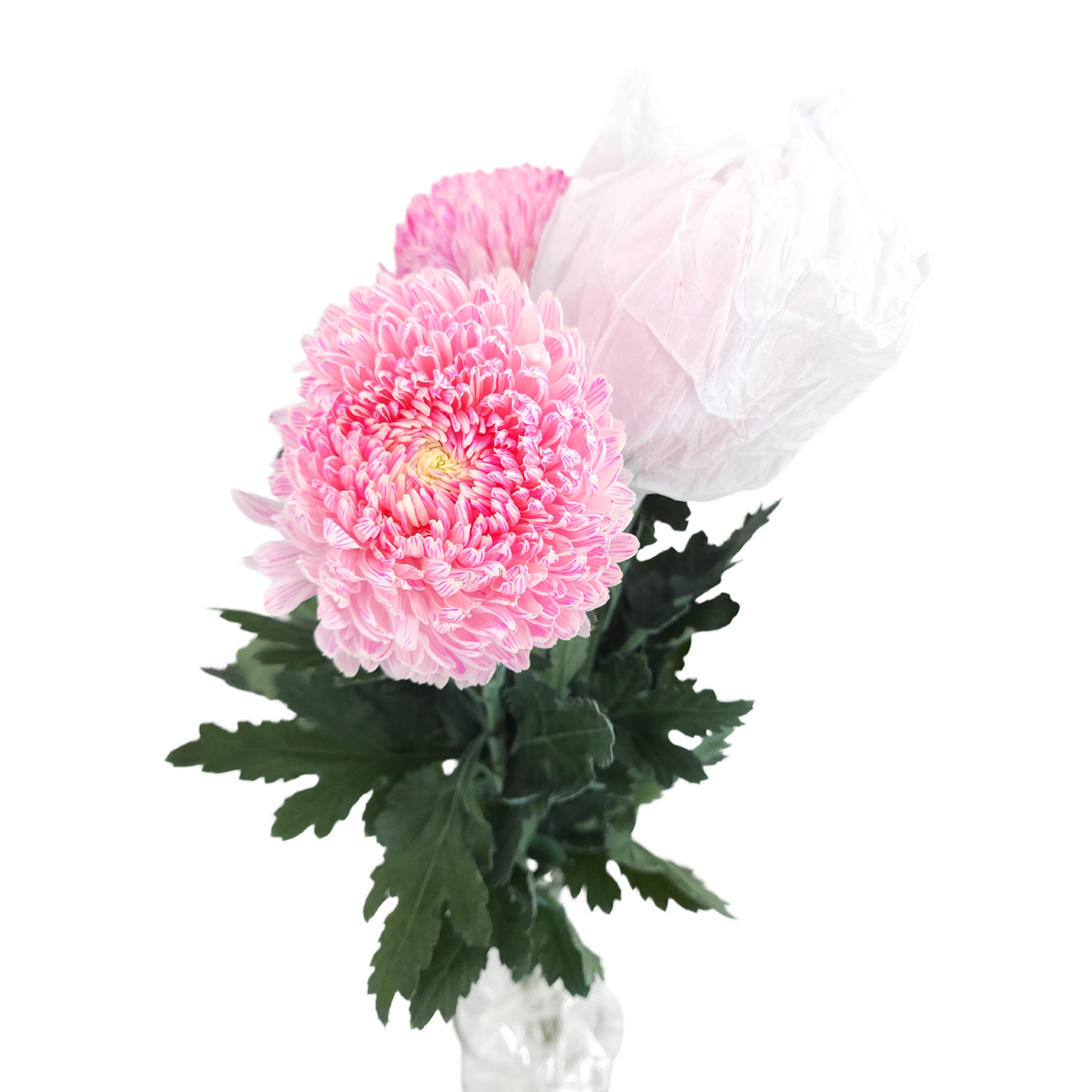 Chrysanthemum Sunlight Dye Colour (Malaysia)