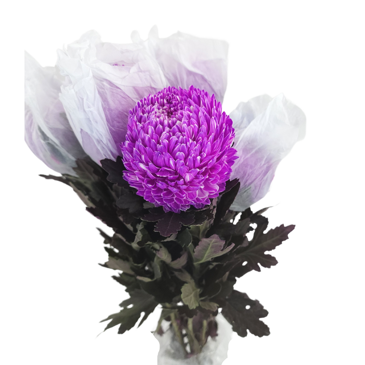 Chrysanthemum Sunlight Dye Colour (Malaysia)