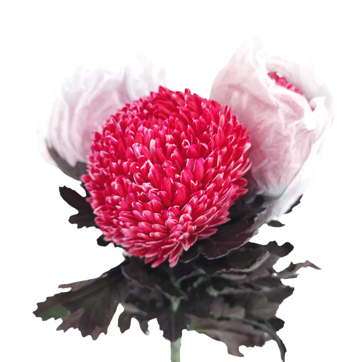 Chrysanthemum Sunlight Dye Colour (Malaysia)