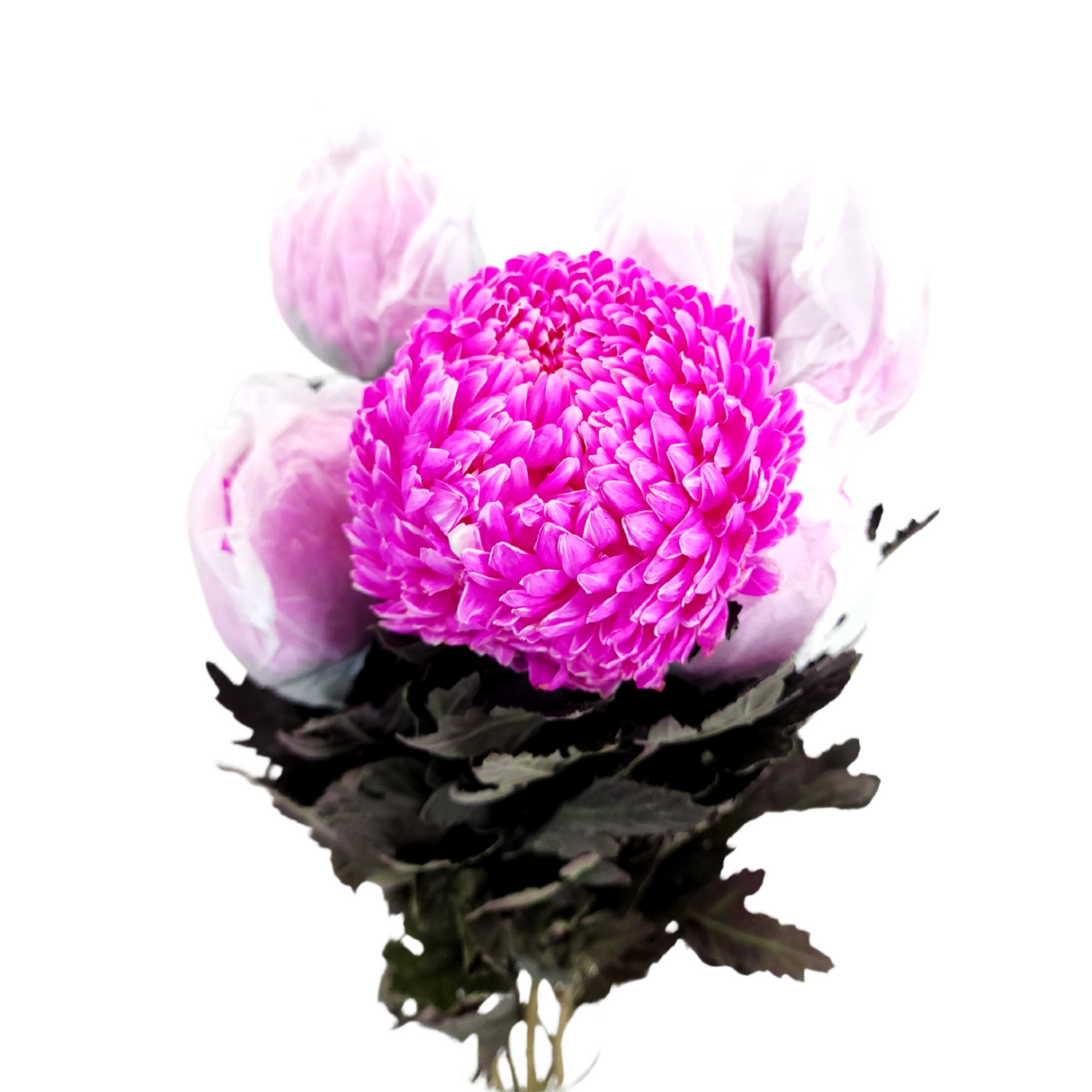 Chrysanthemum Sunlight Dye Colour (Malaysia)