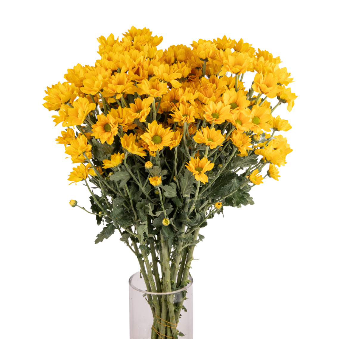 Chrysanthemum Pom Pom (Malaysia)