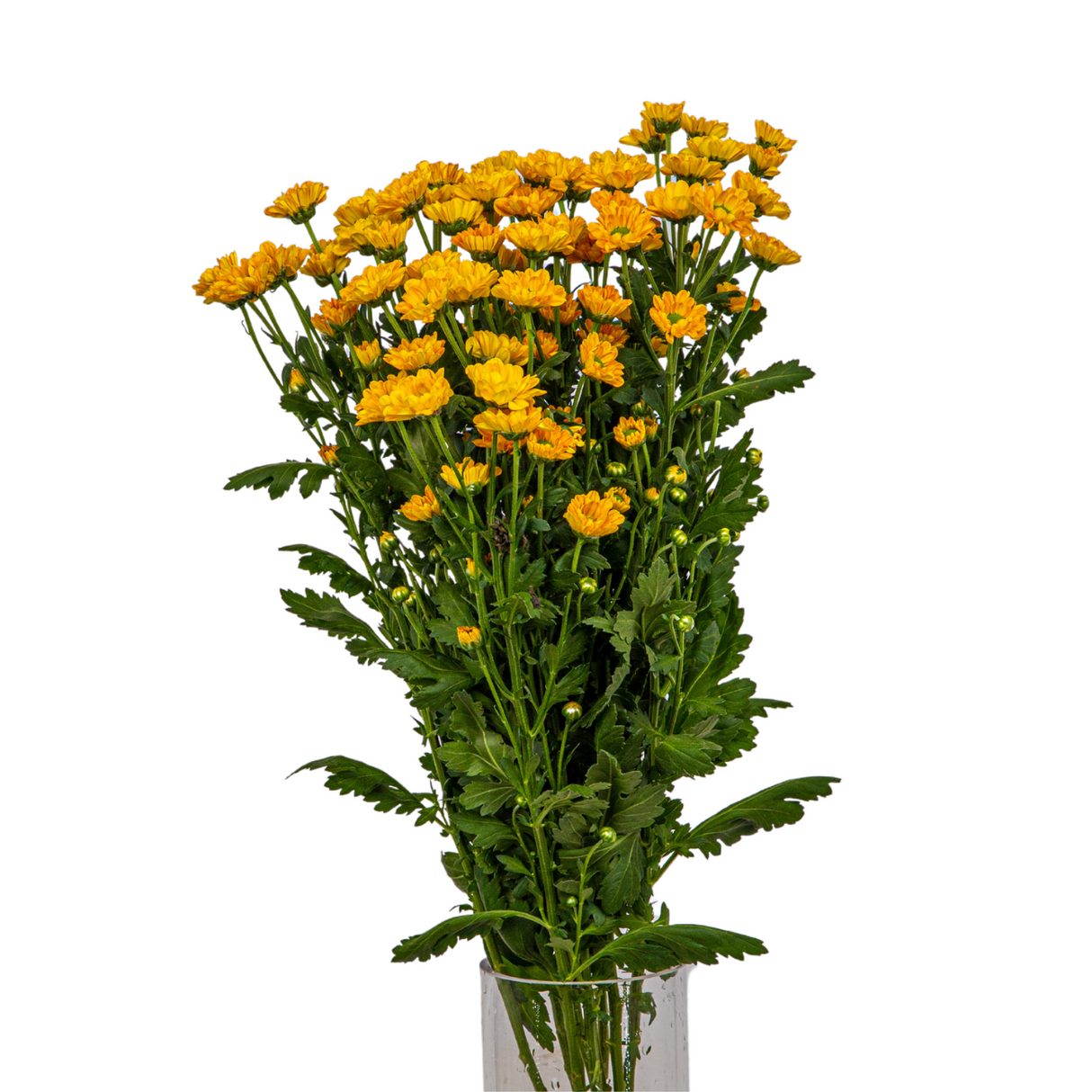 Chrysanthemum Mini Pompom (Vietnam)