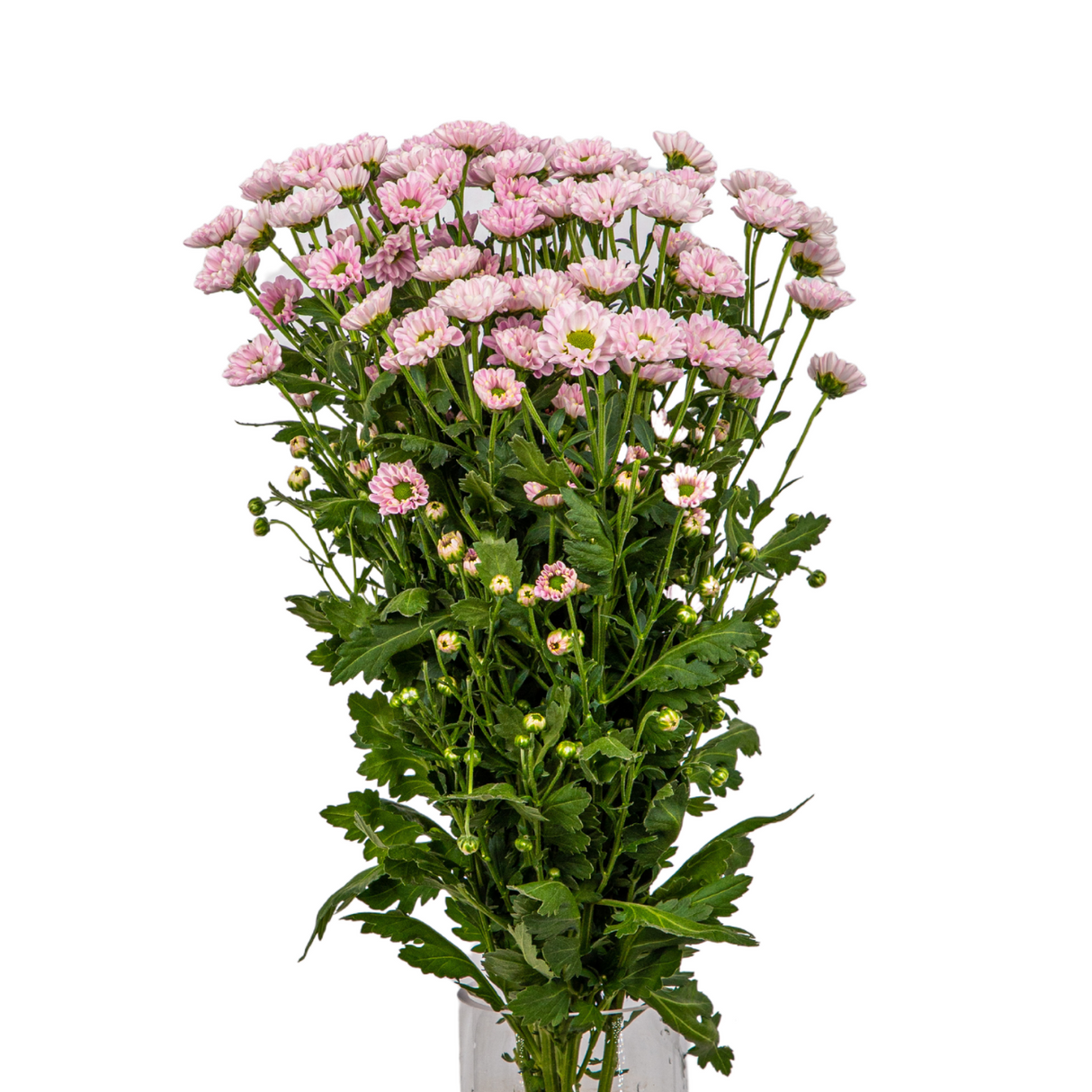 Chrysanthemum Mini Pompom (Vietnam)