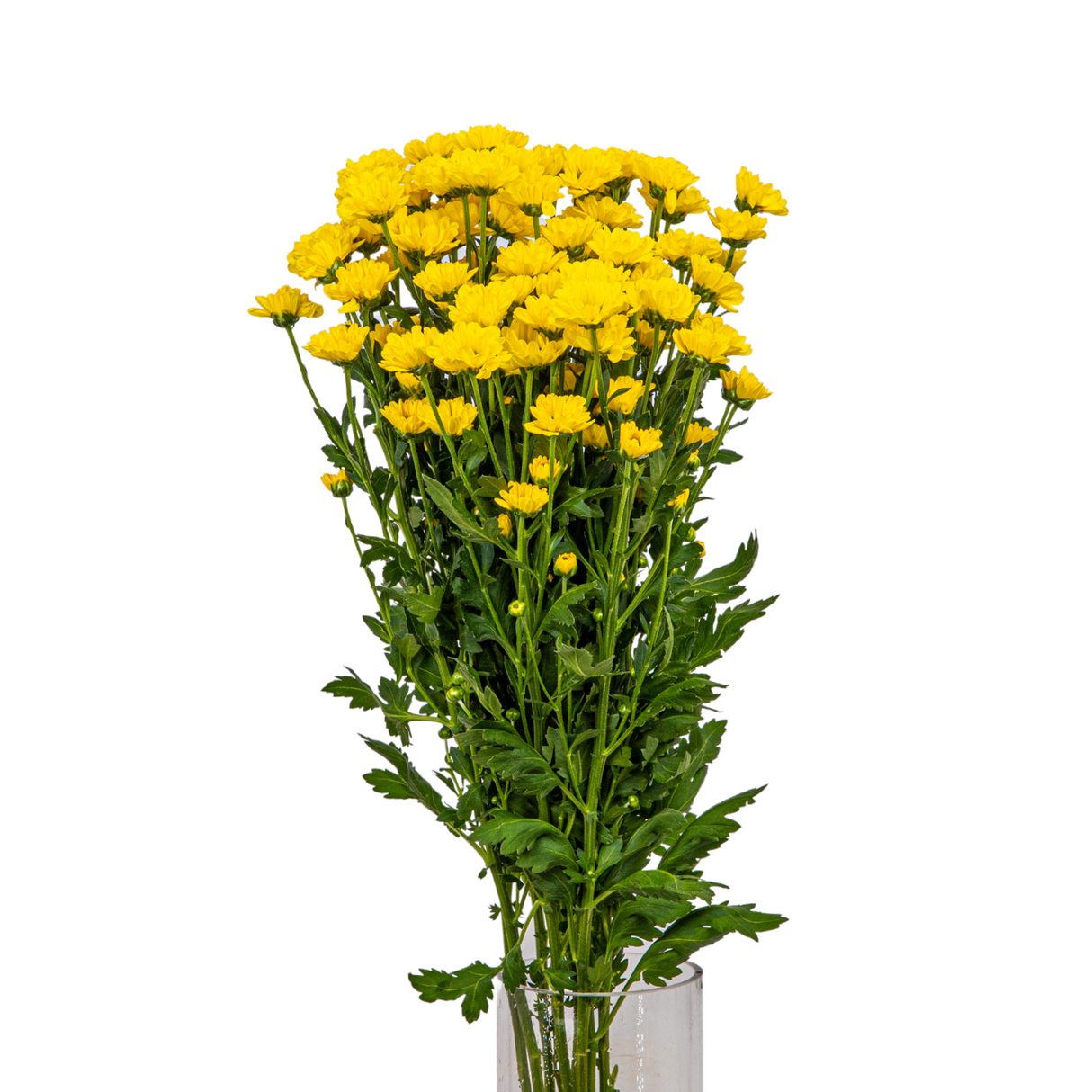 Chrysanthemum Mini Pompom (Vietnam)