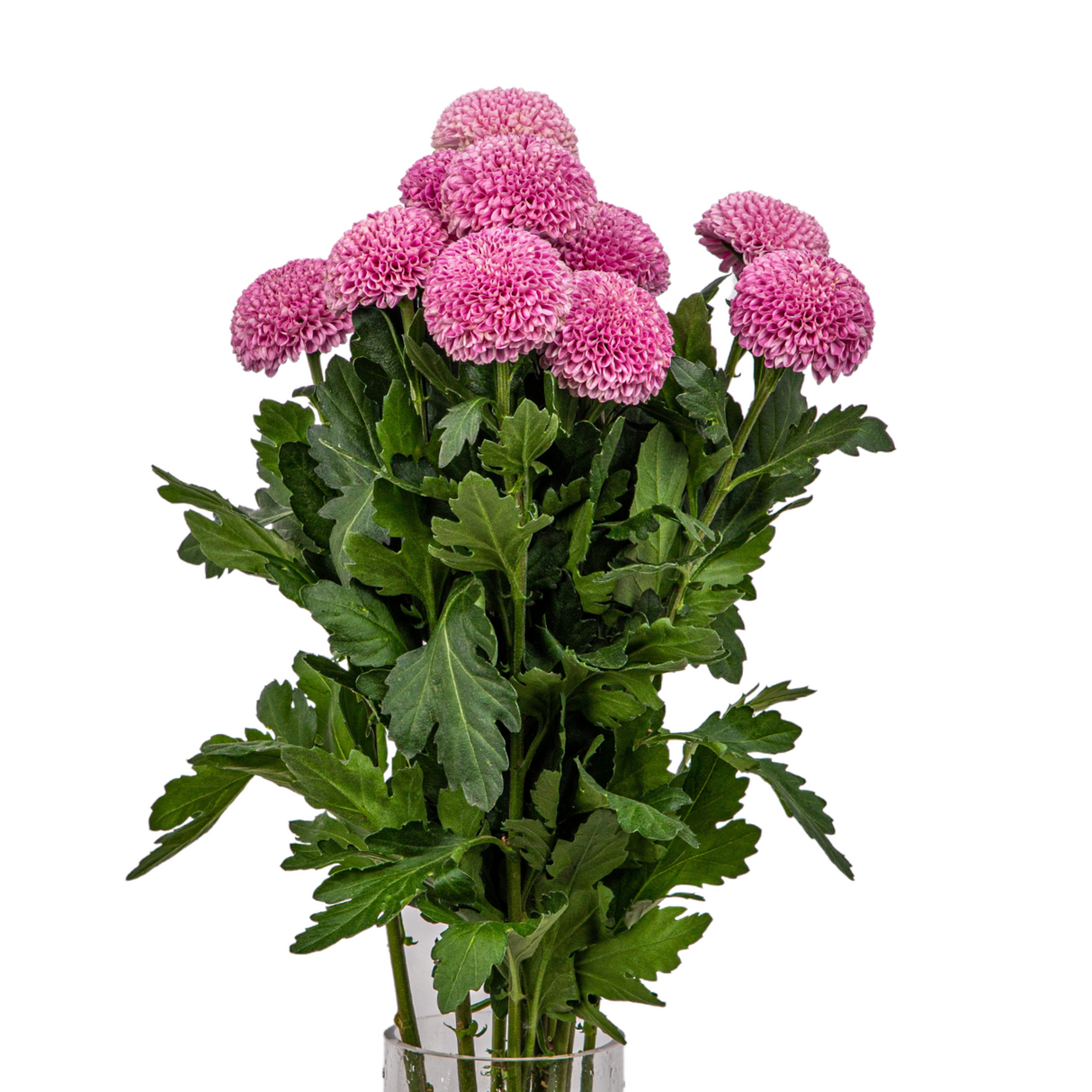 Chrysanthemum Ping Pong (Malaysia)