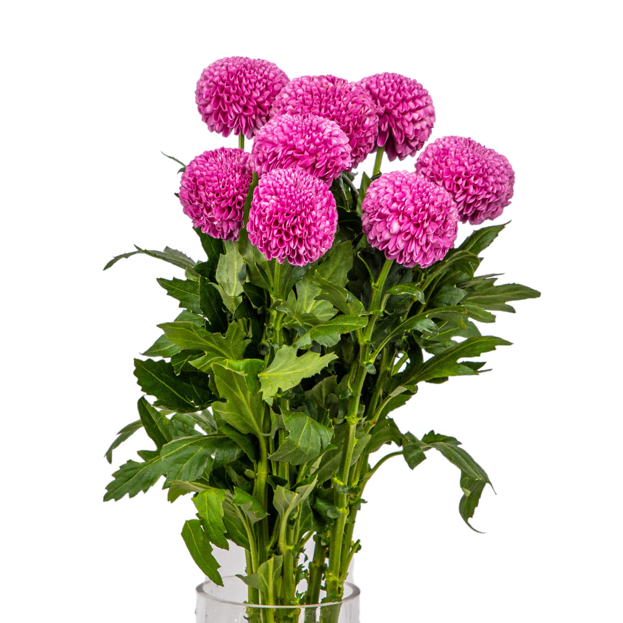 Chrysanthemum Ping Pong (Malaysia)