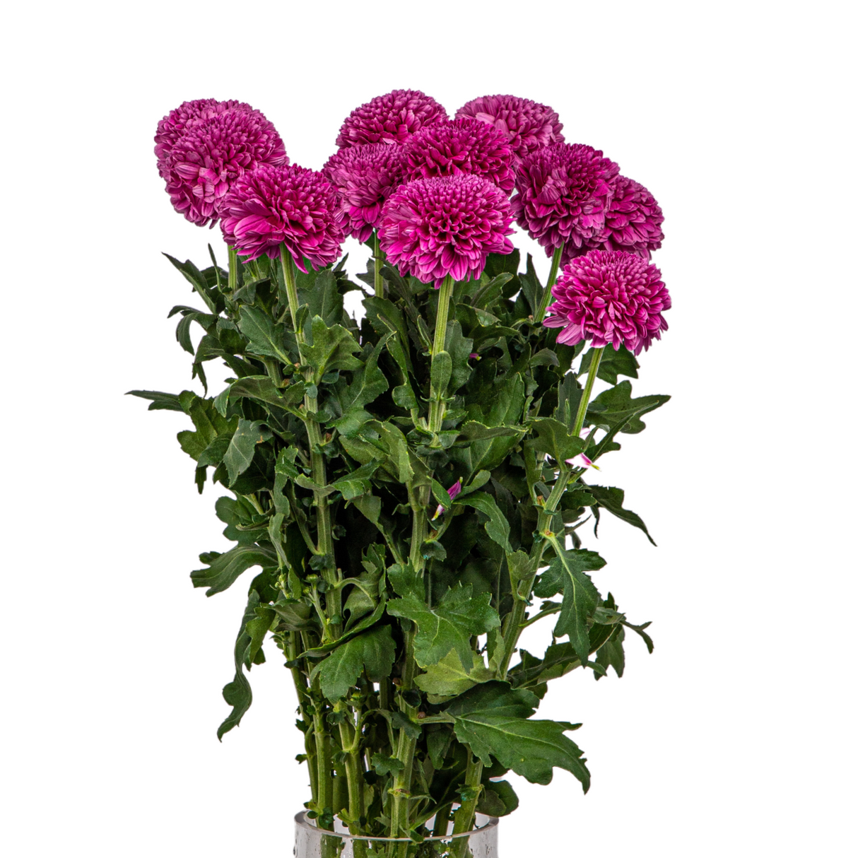 Chrysanthemum Ping Pong (Vietnam)