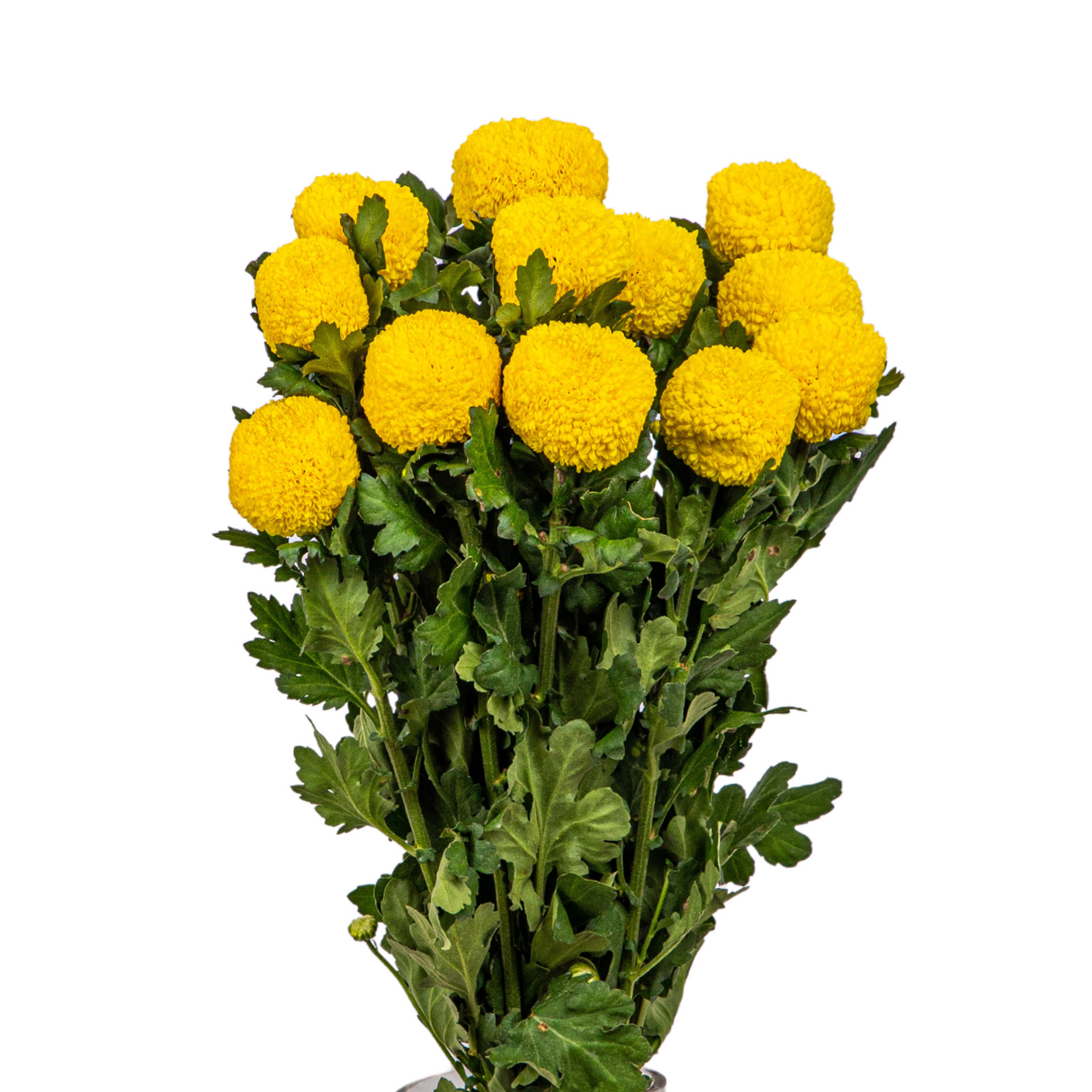 Chrysanthemum Ping Pong (Vietnam)