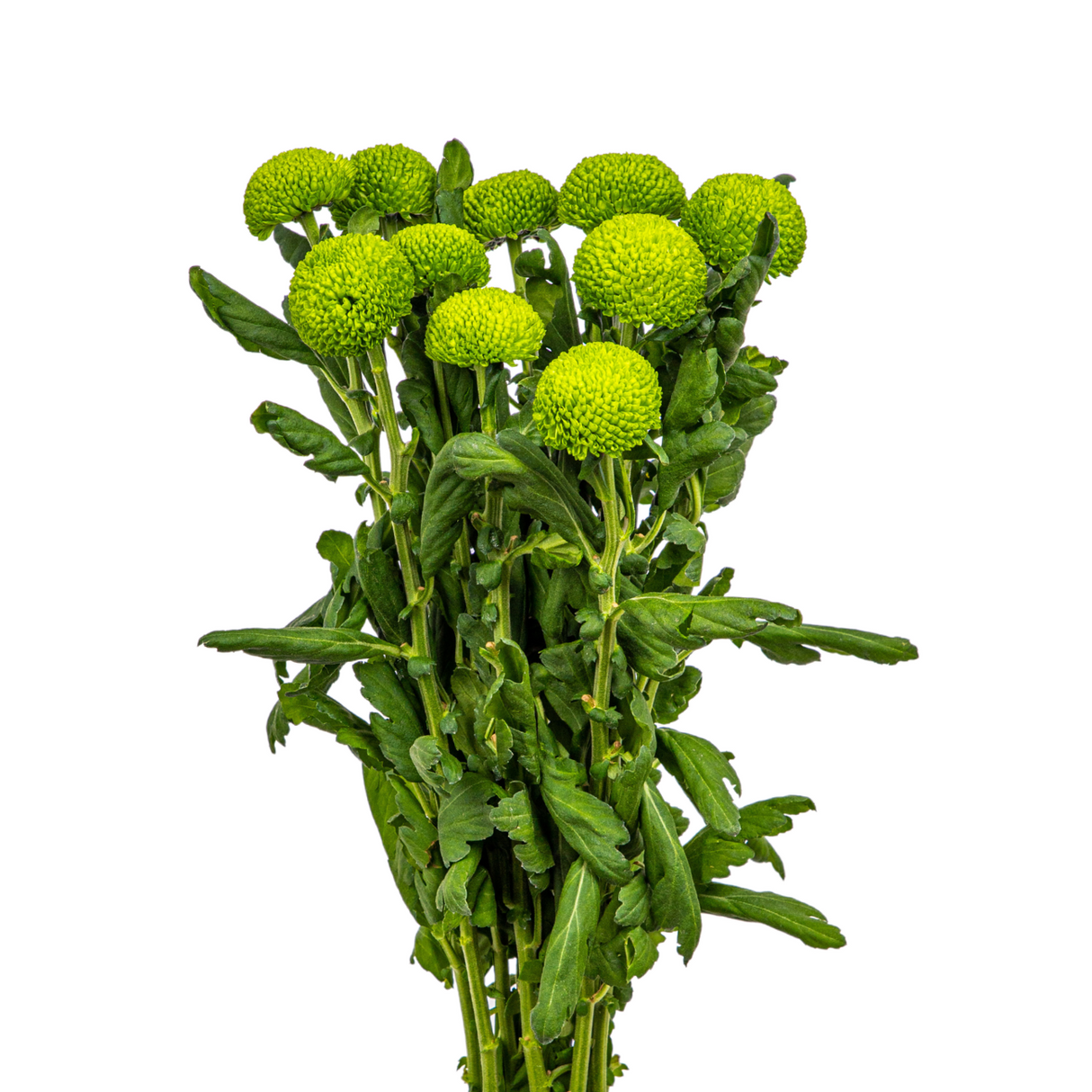 Chrysanthemum Ping Pong (Vietnam)