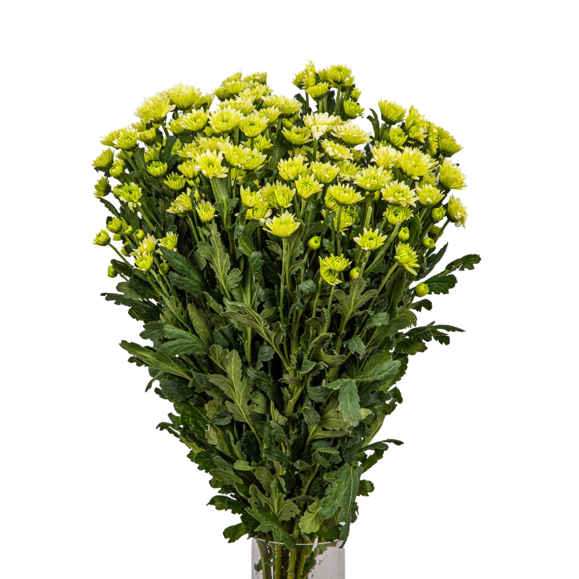 Chrysanthemum Pom Pom (Malaysia)