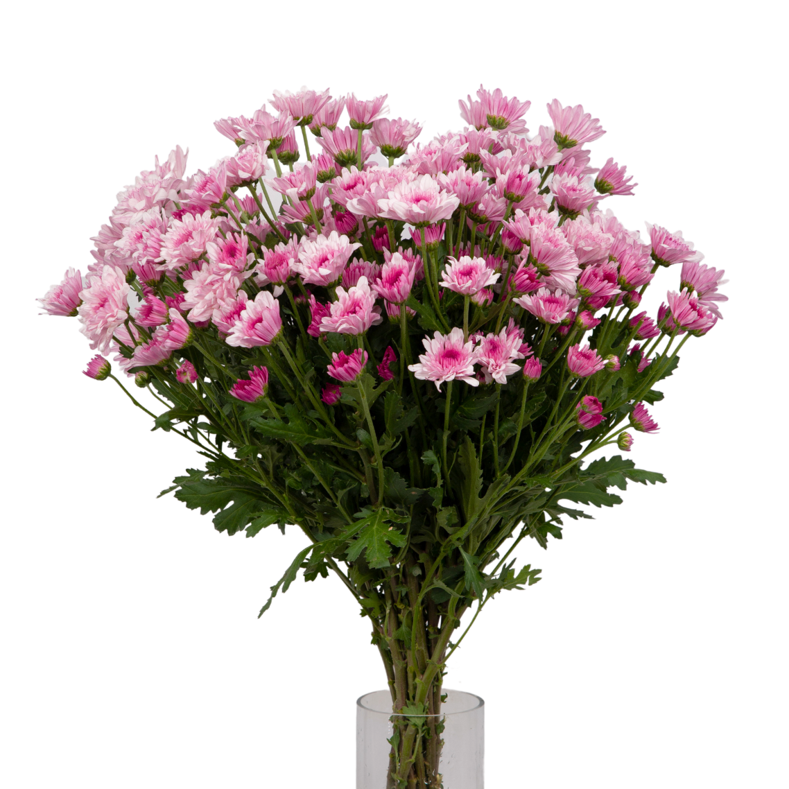 Chrysanthemum Pom Pom (Malaysia)