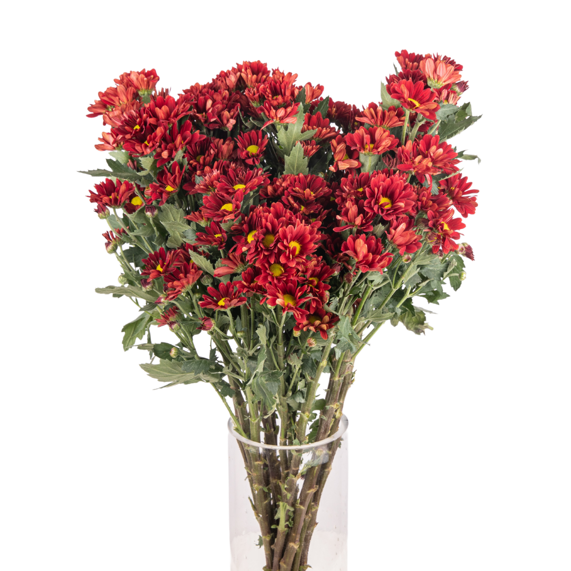 Chrysanthemum Pom Pom (Malaysia)