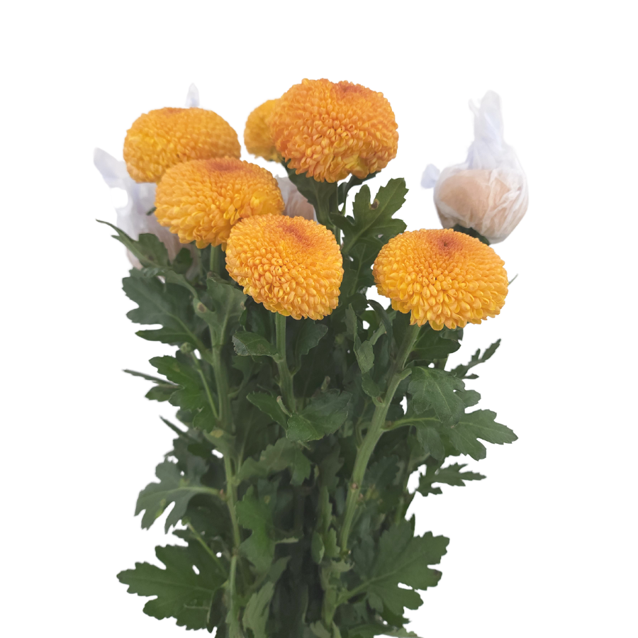 Chrysanthemum Ping Pong (Malaysia)