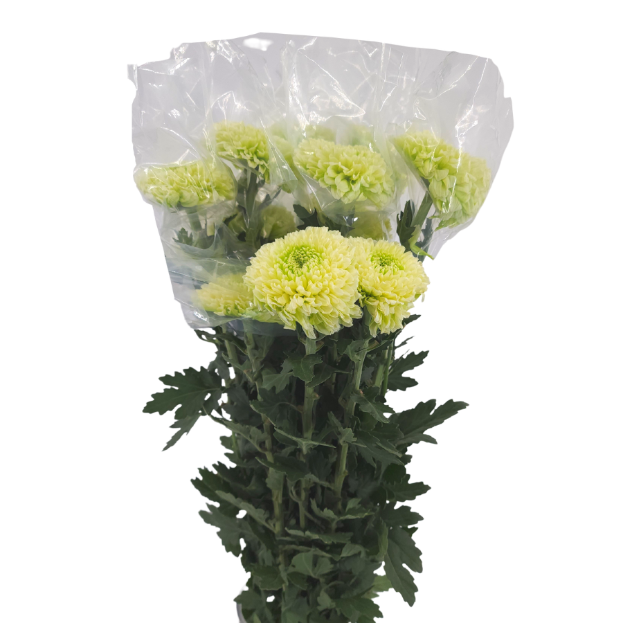 Chrysanthemum Ping Pong (Malaysia)