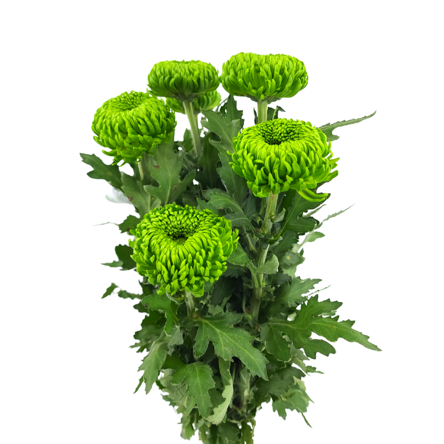 Chrysanthemum Ping Pong (Malaysia)