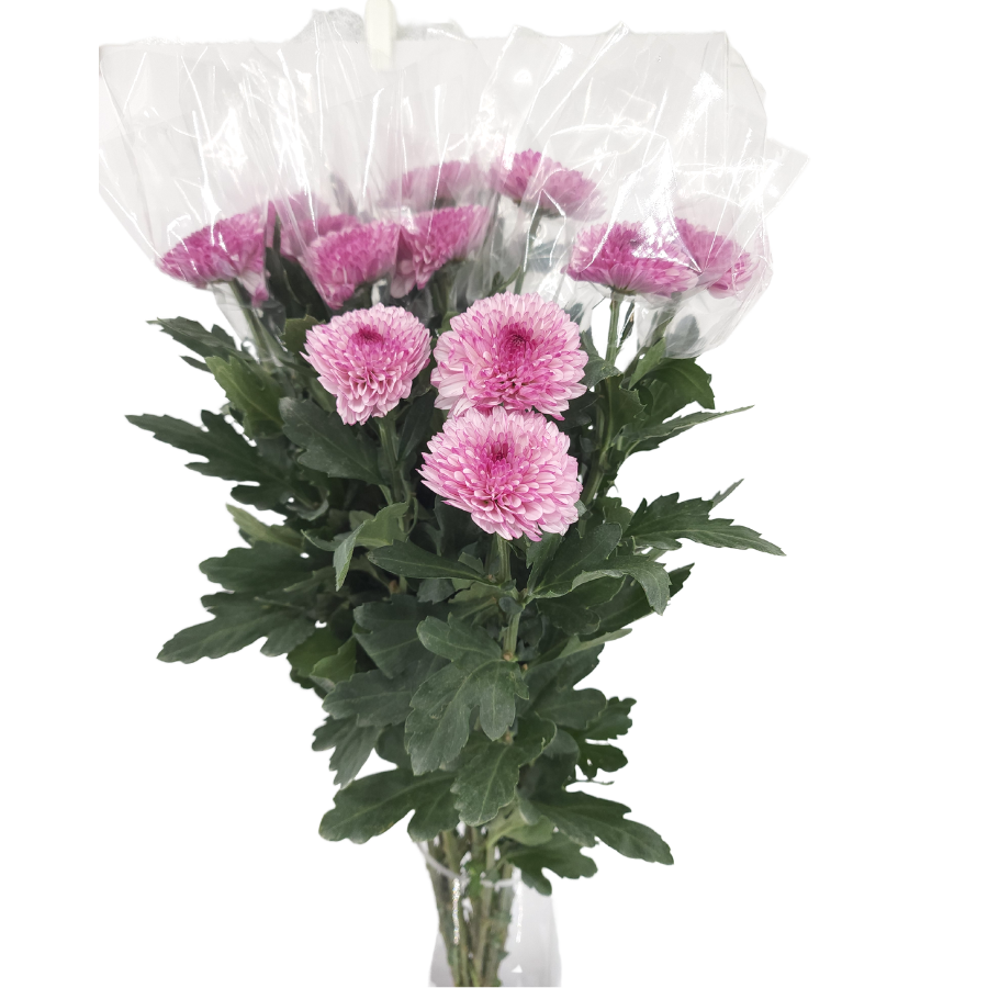 Chrysanthemum Ping Pong (Malaysia)