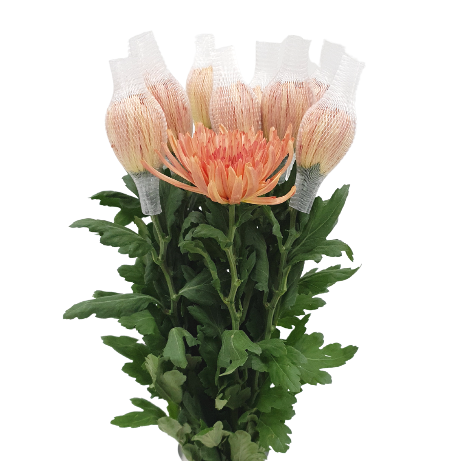 Chrysanthemum Net (Vietnam)