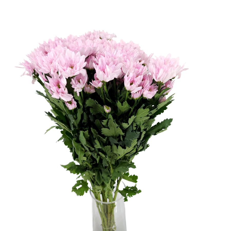 Chrysanthemum Pom Pom (Malaysia)