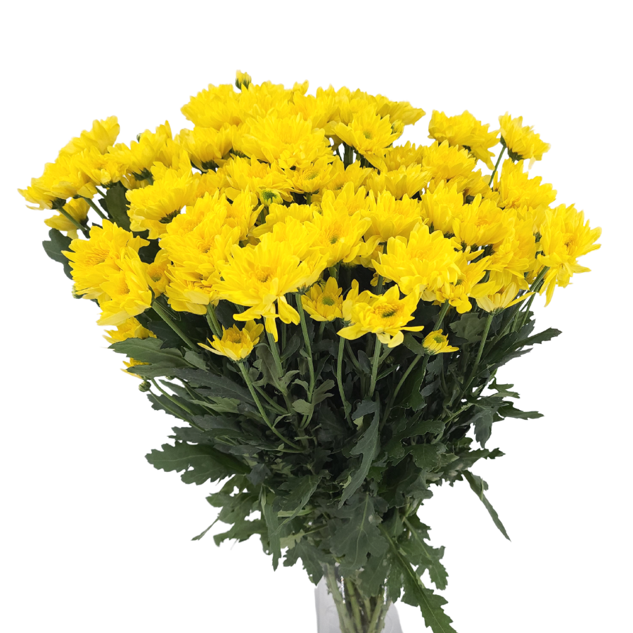 Chrysanthemum Pom Pom (Malaysia)