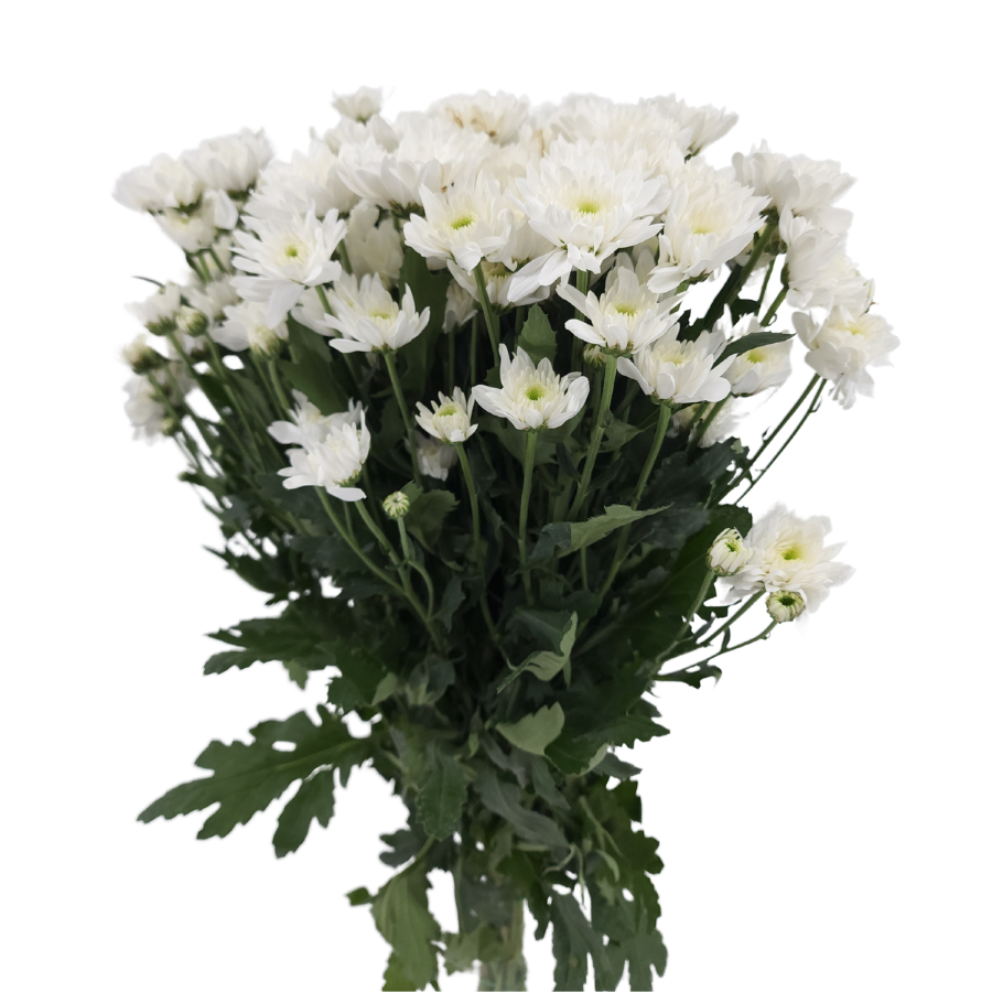 Chrysanthemum Pom Pom (Malaysia)