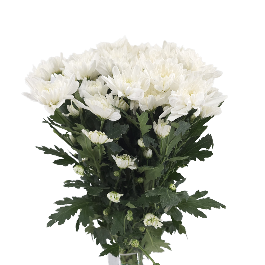 Chrysanthemum Pom Pom (Malaysia)