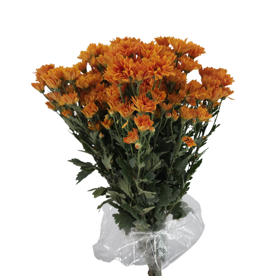 Chrysanthemum Pom Pom (Malaysia)