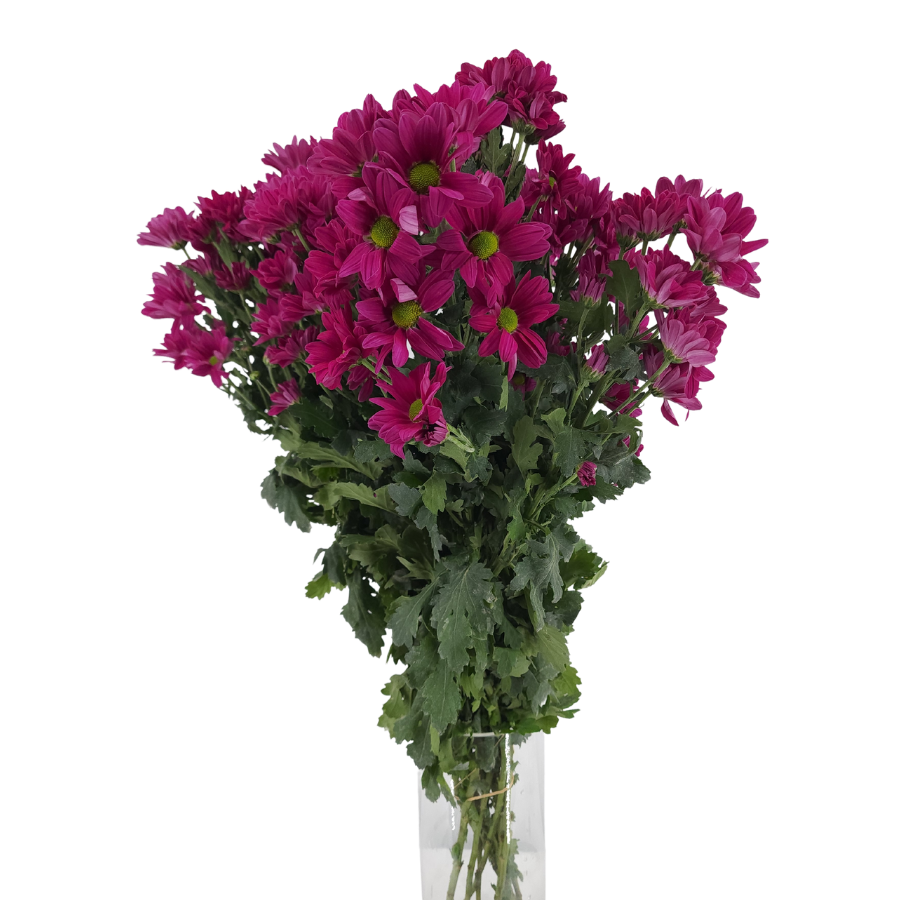 Chrysanthemum Pom Pom (Malaysia)