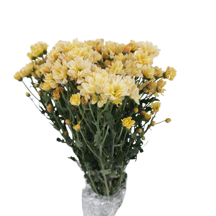Chrysanthemum Pom Pom (Malaysia)