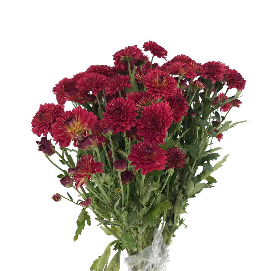 Chrysanthemum Pom Pom (Malaysia)