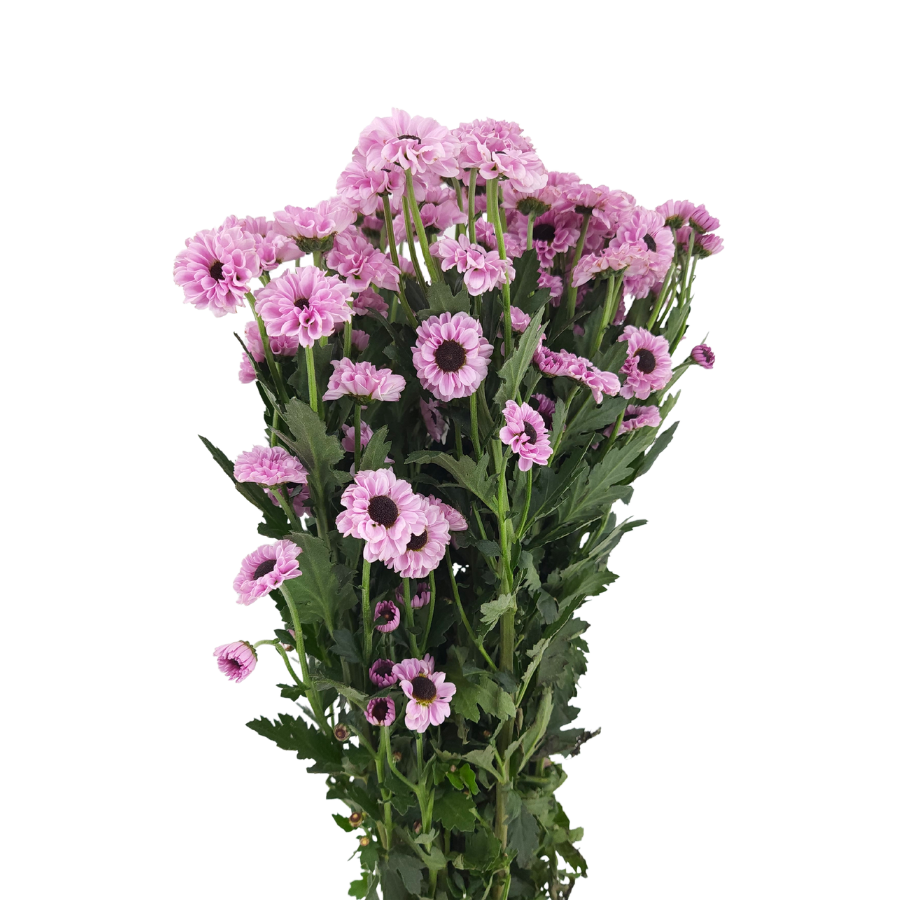 Chrysanthemum Pom Pom (Malaysia)