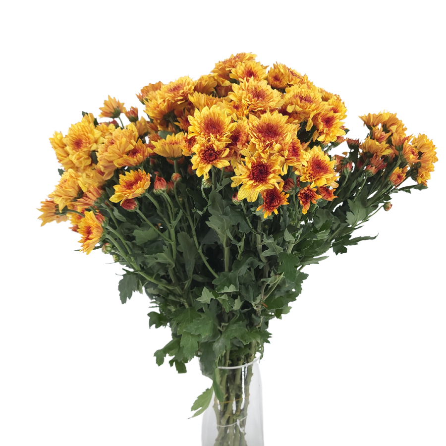 Chrysanthemum Pom Pom (Malaysia)