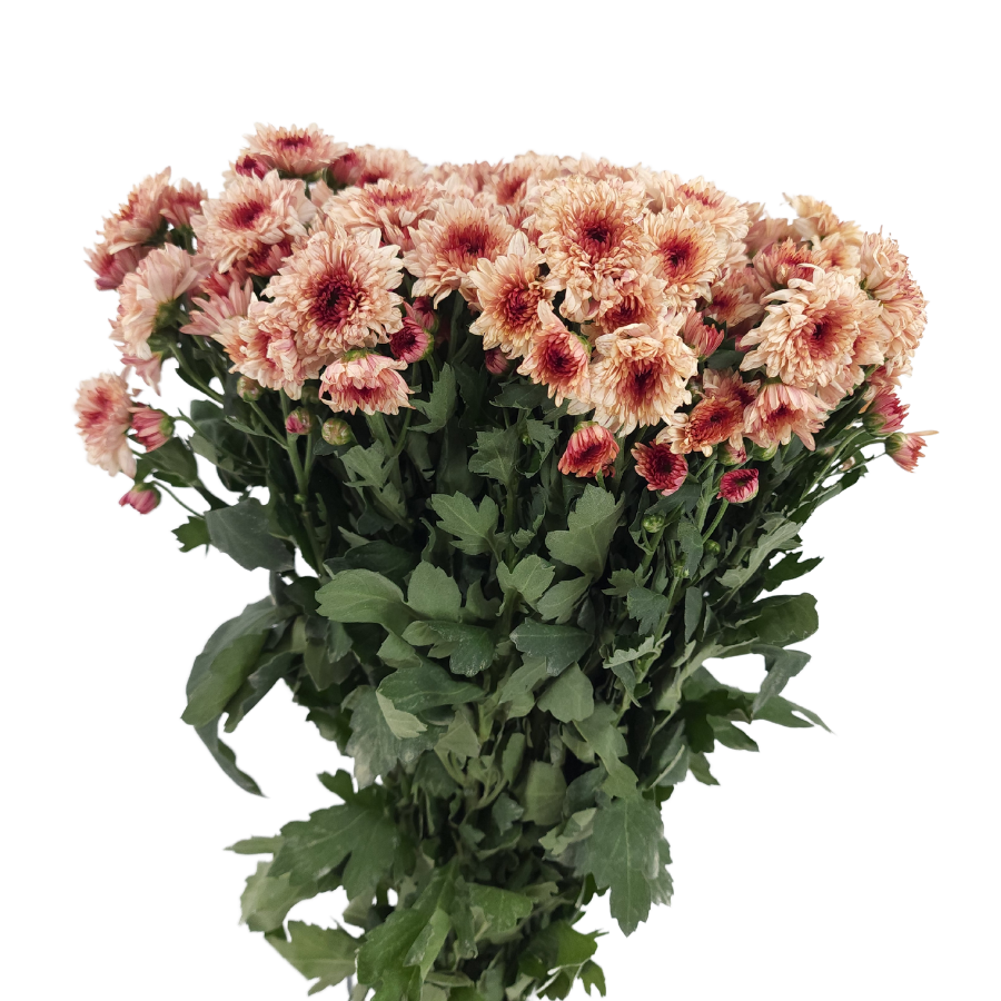 Chrysanthemum Pom Pom (Malaysia)