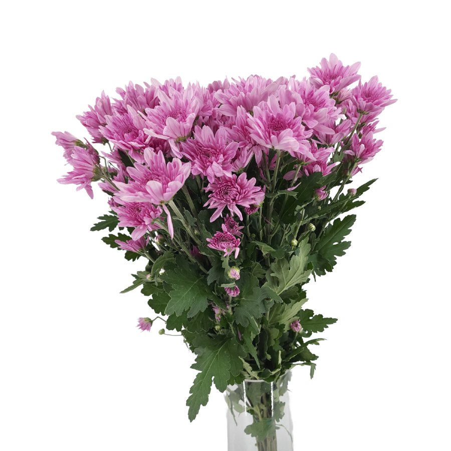 Chrysanthemum Pom Pom (Malaysia)