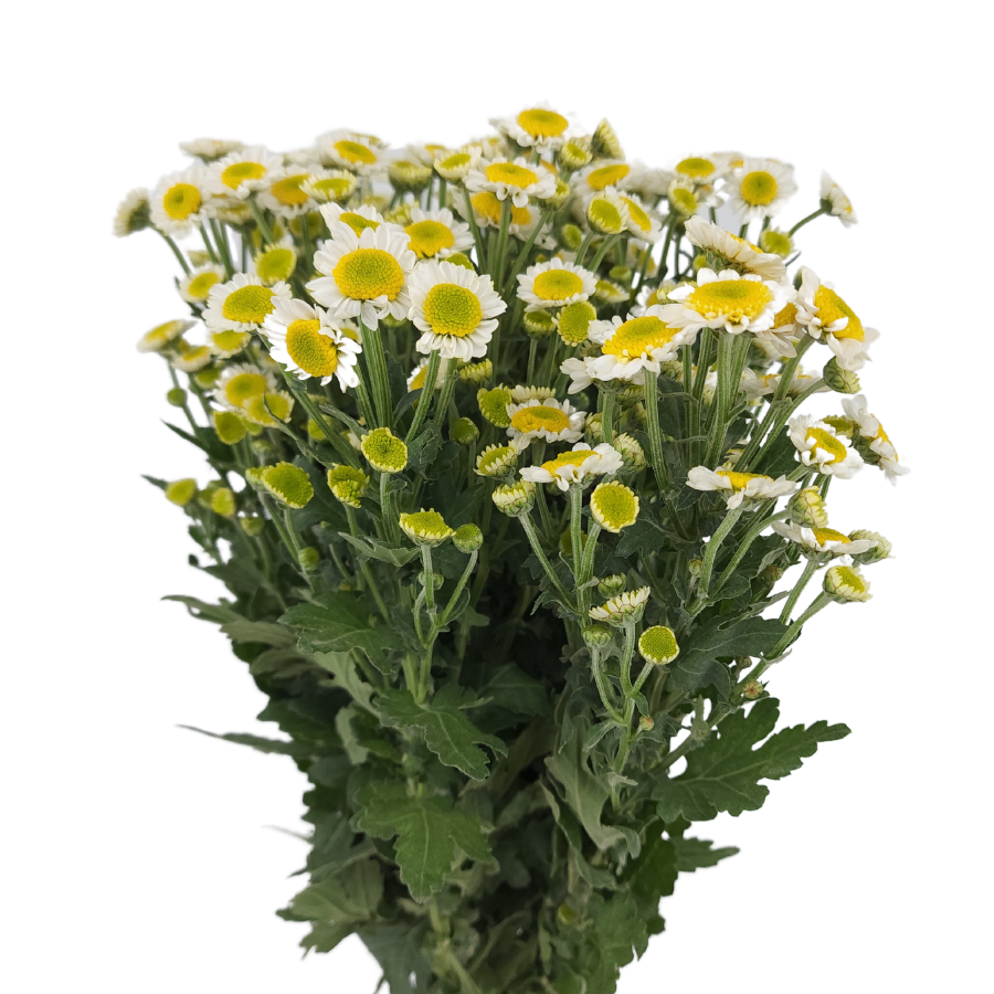 Chrysanthemum Pom Pom (Malaysia)