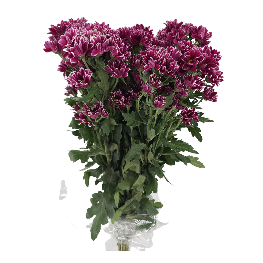 Chrysanthemum Pom Pom (Malaysia)