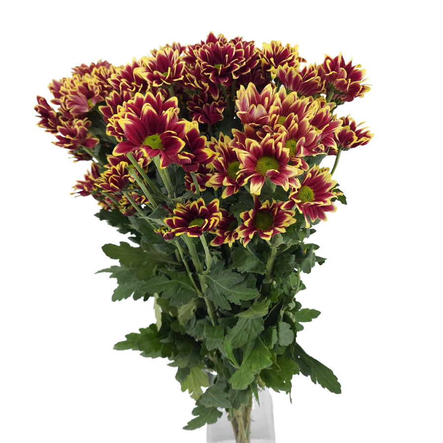 Chrysanthemum Pom Pom (Malaysia)