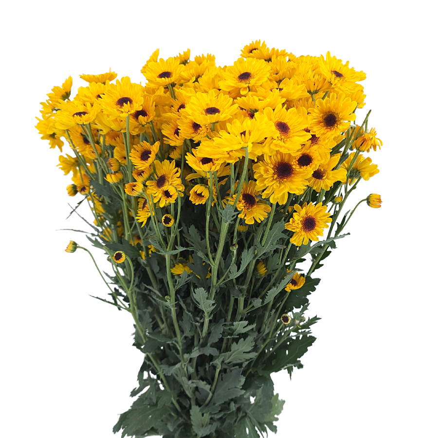 Chrysanthemum Pom Pom (Malaysia)