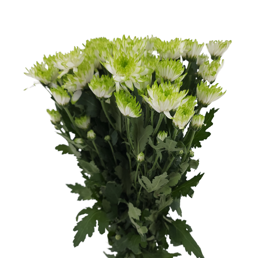 Chrysanthemum Pom Pom (Malaysia)