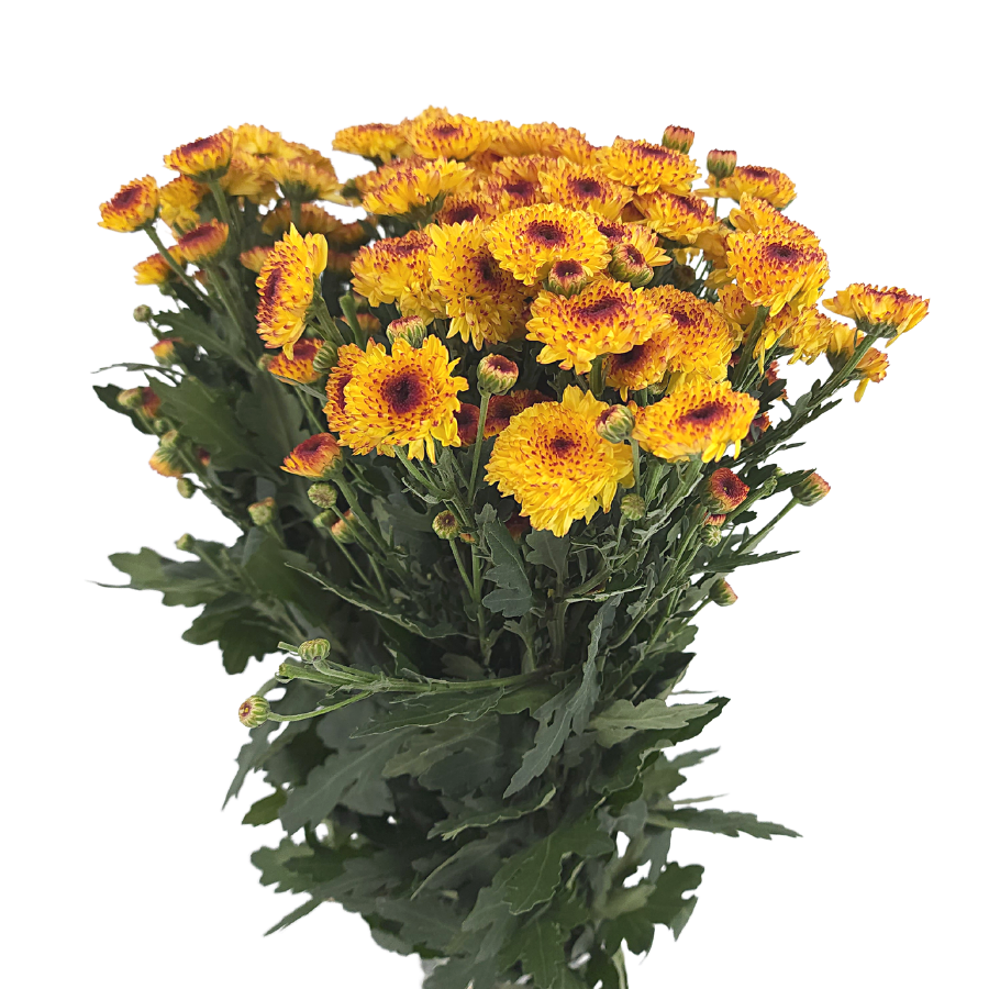 Chrysanthemum Pom Pom (Malaysia)