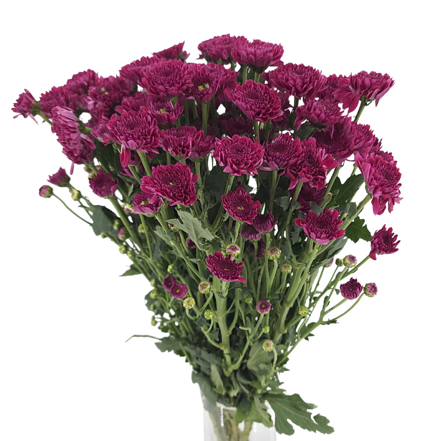 Chrysanthemum Pom Pom (Malaysia)