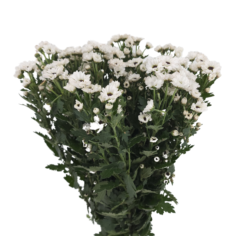 Chrysanthemum Pom Pom (Malaysia)