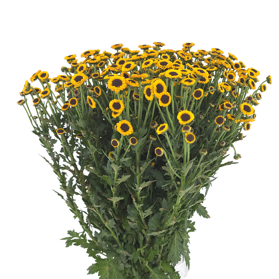 Chrysanthemum Pom Pom (Malaysia)