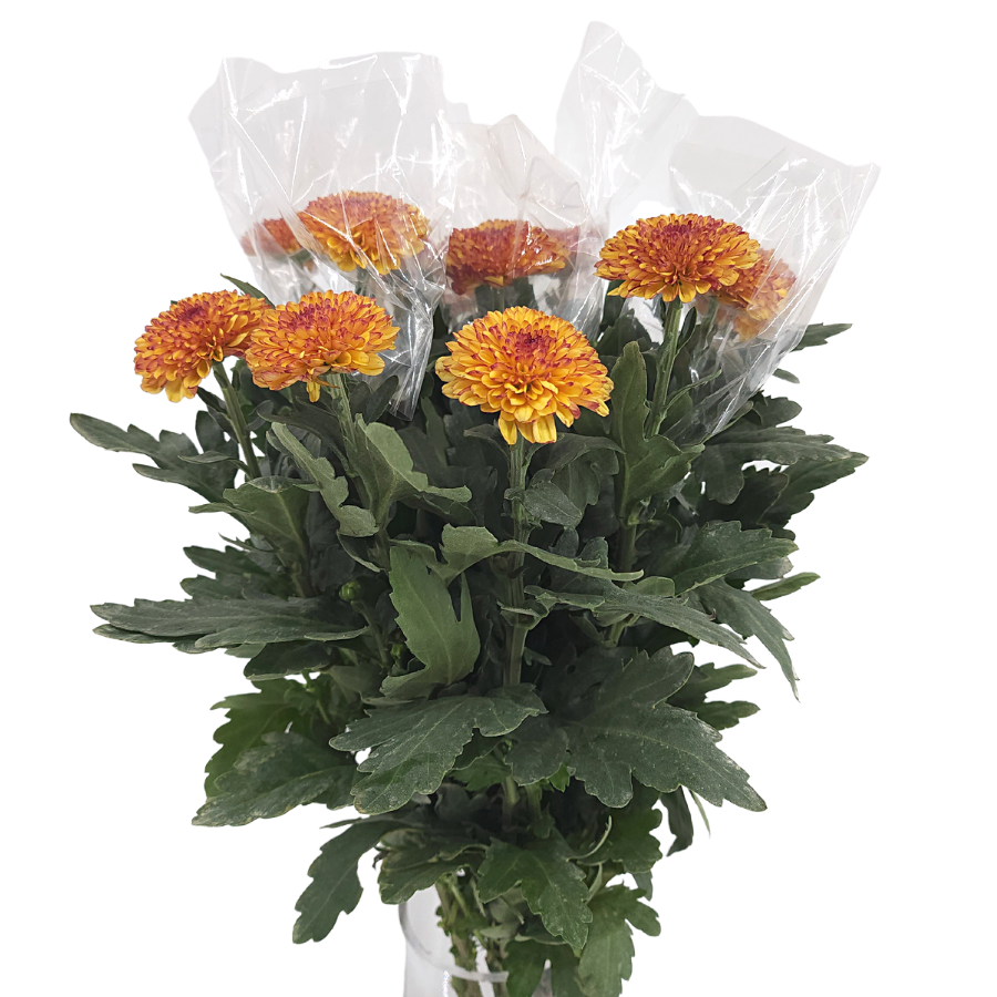 Chrysanthemum Ping Pong (Malaysia)