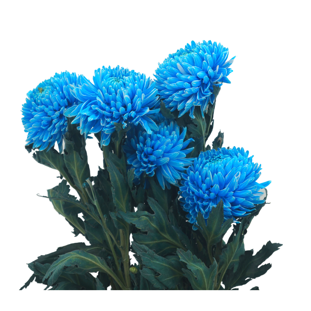 Chrysanthemum Sunlight Dye Colour (Malaysia)